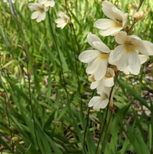 Freesia leichtlinii subsp. leichtlinii x Freesia leichtlinii subsp. alba at Ettamogah, NSW - 24 Oct 2021 03:02 PM