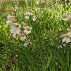 Freesia leichtlinii subsp. leichtlinii x Freesia leichtlinii subsp. alba at Ettamogah, NSW - 24 Oct 2021 03:02 PM