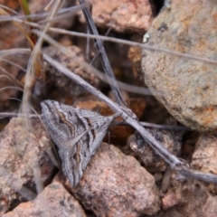 Dichromodes consignata (Signed Heath Moth) at Tuggeranong Pines - 25 Oct 2021 by MB