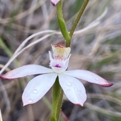 Caladenia moschata (Musky caps) at Molonglo Valley, ACT - 25 Oct 2021 by AJB