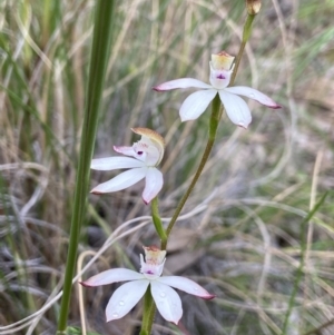 Caladenia moschata at Molonglo Valley, ACT - suppressed