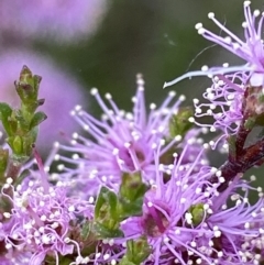 Kunzea parvifolia (Violet Kunzea) at Red Hill to Yarralumla Creek - 25 Oct 2021 by KL