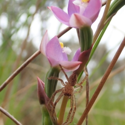 Sparassidae (family) (A Huntsman Spider) at Cook, ACT - 23 Oct 2021 by CathB