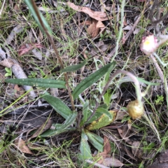 Podolepis jaceoides (Showy Copper-wire Daisy) at Carwoola, NSW - 25 Oct 2021 by MeganDixon