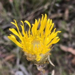 Podolepis jaceoides at Carwoola, NSW - 25 Oct 2021