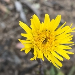 Podolepis jaceoides at Carwoola, NSW - 25 Oct 2021