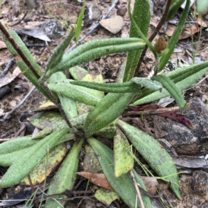 Podolepis jaceoides at Carwoola, NSW - 25 Oct 2021