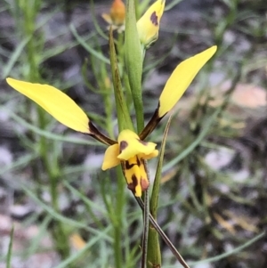 Diuris sulphurea at Carwoola, NSW - suppressed