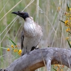 Philemon corniculatus (Noisy Friarbird) at Black Mountain - 25 Oct 2021 by Kurt