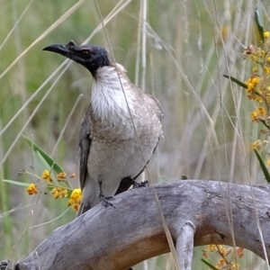 Philemon corniculatus at Bruce, ACT - 25 Oct 2021