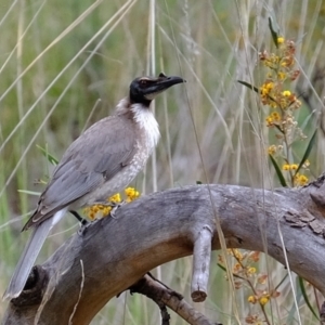 Philemon corniculatus at Bruce, ACT - 25 Oct 2021