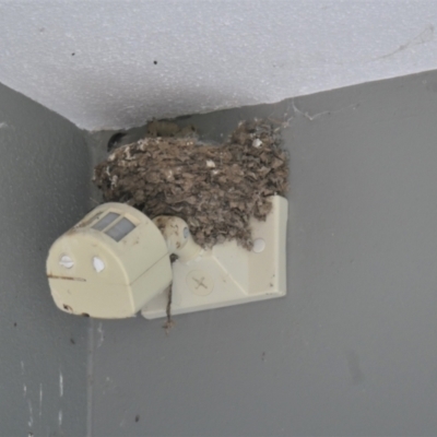 Hirundo neoxena (Welcome Swallow) at Gungahlin, ACT - 26 Oct 2021 by TrishGungahlin