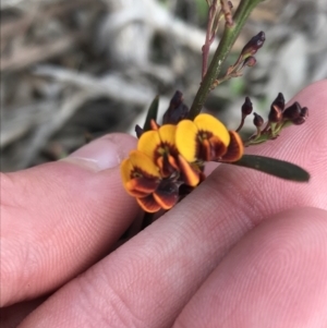 Daviesia leptophylla at Rendezvous Creek, ACT - 24 Oct 2021