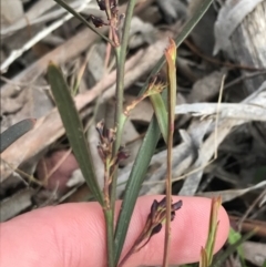 Daviesia leptophylla at Rendezvous Creek, ACT - 24 Oct 2021