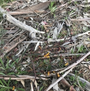 Daviesia leptophylla at Rendezvous Creek, ACT - 24 Oct 2021 09:36 AM