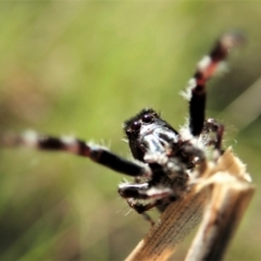 Sandalodes bipenicillatus (Double-brush jumper) at Mount Painter - 22 Oct 2021 by CathB