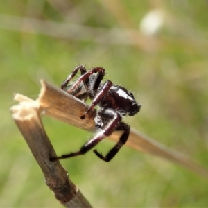 Sandalodes bipenicillatus at Cook, ACT - 22 Oct 2021