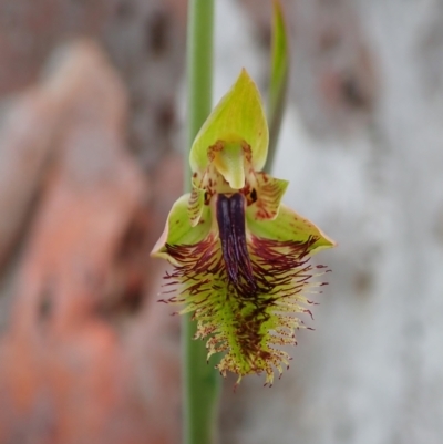 Calochilus montanus (Copper Beard Orchid) at Aranda, ACT - 21 Oct 2021 by CathB
