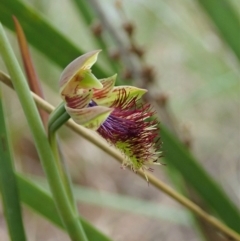 Calochilus montanus at Aranda, ACT - suppressed