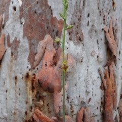 Calochilus montanus at Aranda, ACT - 21 Oct 2021