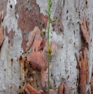 Calochilus montanus at Aranda, ACT - suppressed