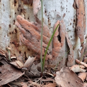 Calochilus montanus at Aranda, ACT - suppressed