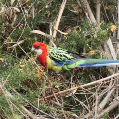 Platycercus eximius (Eastern Rosella) at Amaroo, ACT - 25 Oct 2021 by TrishGungahlin