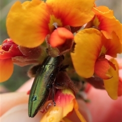 Melobasis propinqua (Propinqua jewel beetle) at Mount Painter - 15 Oct 2021 by CathB