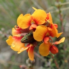 Melobasis propinqua at Cook, ACT - 15 Oct 2021