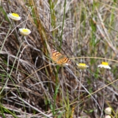 Vanessa kershawi (Australian Painted Lady) at Tuggeranong Pines - 25 Oct 2021 by MB