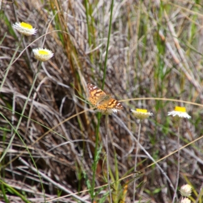 Vanessa kershawi (Australian Painted Lady) at Tralee, NSW - 25 Oct 2021 by MB