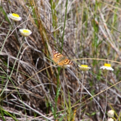 Vanessa kershawi (Australian Painted Lady) at Tuggeranong Pines - 25 Oct 2021 by MB