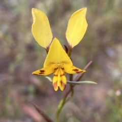 Diuris nigromontana (Black Mountain Leopard Orchid) at Black Mountain - 22 Oct 2021 by AJB