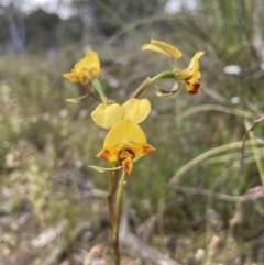 Diuris nigromontana (Black Mountain Leopard Orchid) at Black Mountain - 22 Oct 2021 by AJB