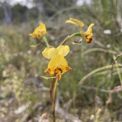 Diuris nigromontana (Black Mountain Leopard Orchid) at Black Mountain - 22 Oct 2021 by AJB