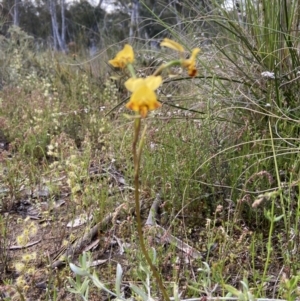 Diuris nigromontana at Bruce, ACT - suppressed