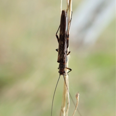 Plecoptera sp. (order) (Unidentified Stone fly) at Mount Painter - 23 Oct 2021 by CathB