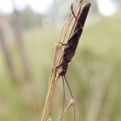 Plecoptera sp. (order) at Cook, ACT - 23 Oct 2021