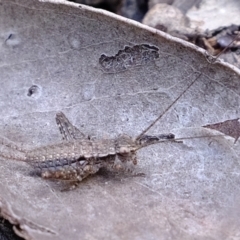 Eurepa marginipennis (Mottled bush cricket) at Black Mountain - 25 Oct 2021 by Kurt