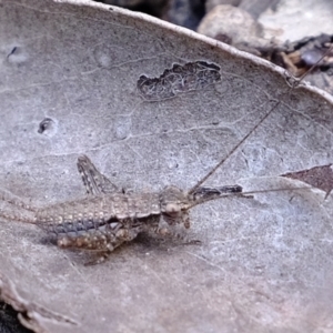 Eurepa marginipennis at Bruce, ACT - 25 Oct 2021