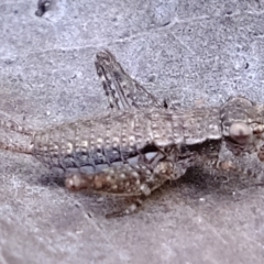 Eurepa marginipennis at Bruce, ACT - 25 Oct 2021