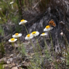 Leucochrysum albicans subsp. tricolor (Hoary Sunray) at Tralee, NSW - 25 Oct 2021 by MB