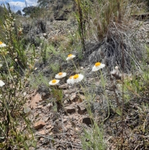 Leucochrysum albicans subsp. tricolor at Tralee, NSW - 25 Oct 2021