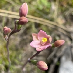 Thelymitra carnea (Tiny Sun Orchid) at Black Mountain - 23 Oct 2021 by AJB