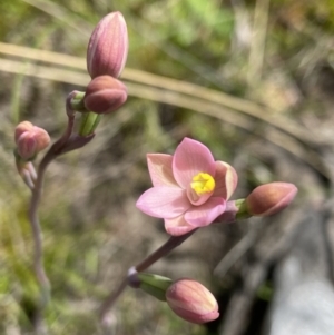 Thelymitra carnea at Bruce, ACT - 23 Oct 2021