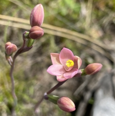 Thelymitra carnea (Tiny Sun Orchid) at Black Mountain - 23 Oct 2021 by AJB