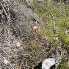 Thelymitra carnea at Bruce, ACT - 23 Oct 2021