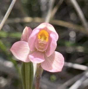 Thelymitra carnea at Bruce, ACT - 23 Oct 2021