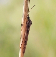 Tipulidae or Limoniidae (family) (Unidentified Crane Fly) at Cook, ACT - 23 Oct 2021 by CathB