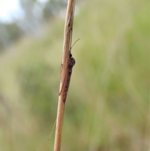 Tipulidae or Limoniidae (family) at Cook, ACT - 23 Oct 2021 03:00 PM